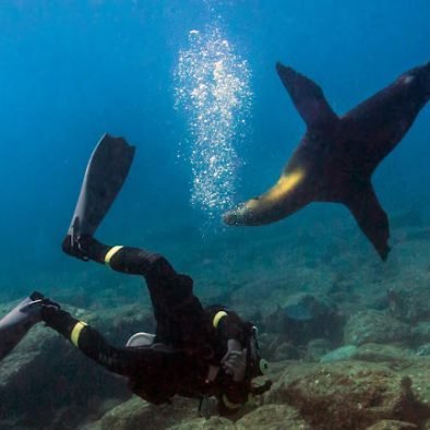 Sea lion diving tour snorkeling with sea lions loreto baja sur mexico bcs boat tour